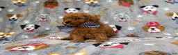 Cavapoo dogs for sale: Lynx - Ad 7