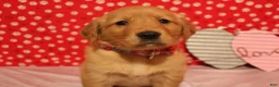 Golden Retriever dogs for sale: Sadie - Ad 7
