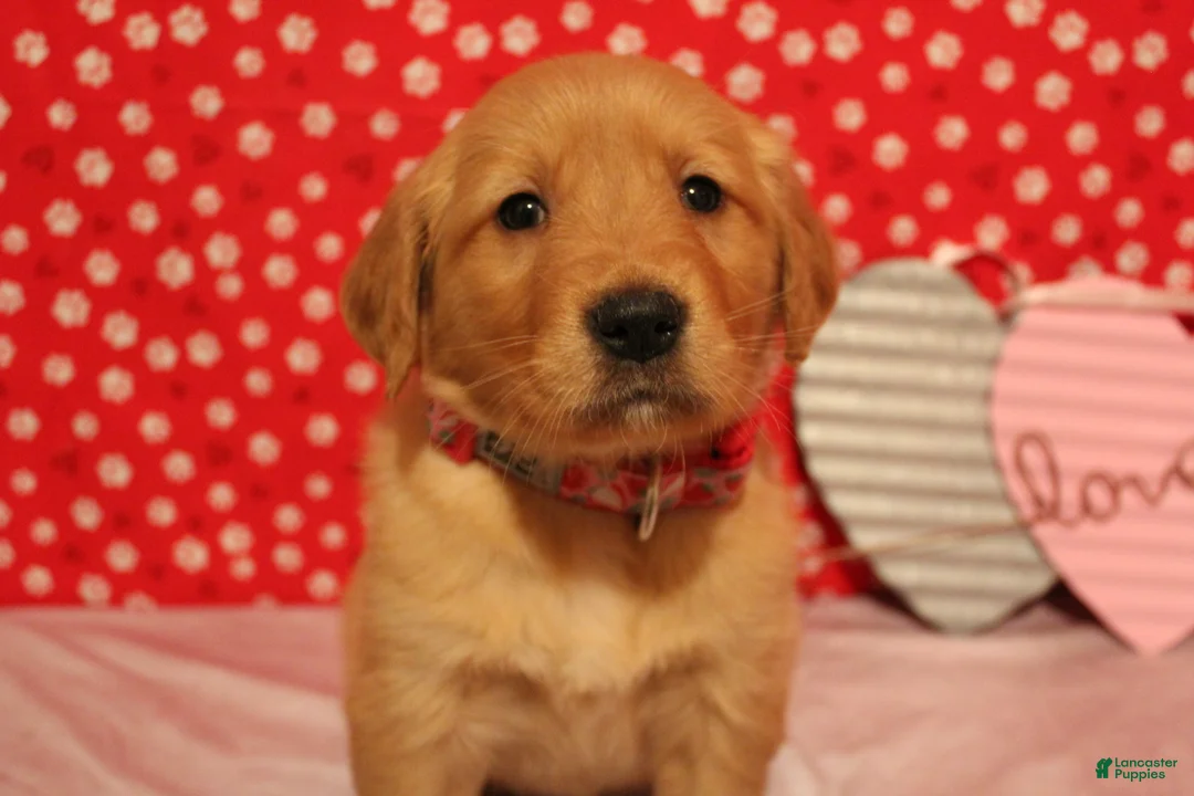 Golden Retriever dogs for sale: Sadie - Ad 7