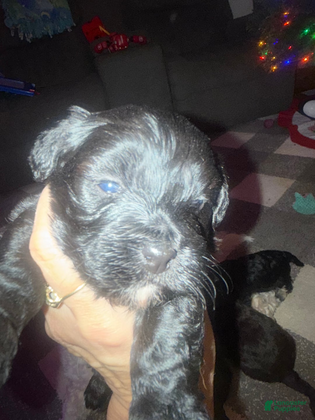 Mixed Breed dogs for sale: Oliver - Ad 4