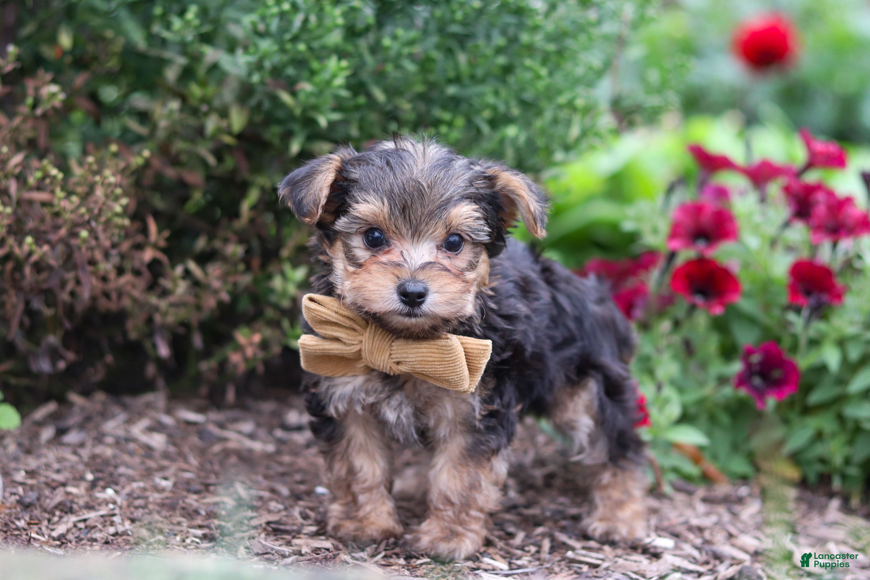 Yorkiepoo dogs Rhett - Ad 1