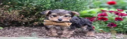 Yorkiepoo dogs for sale: Rhett - Ad 1