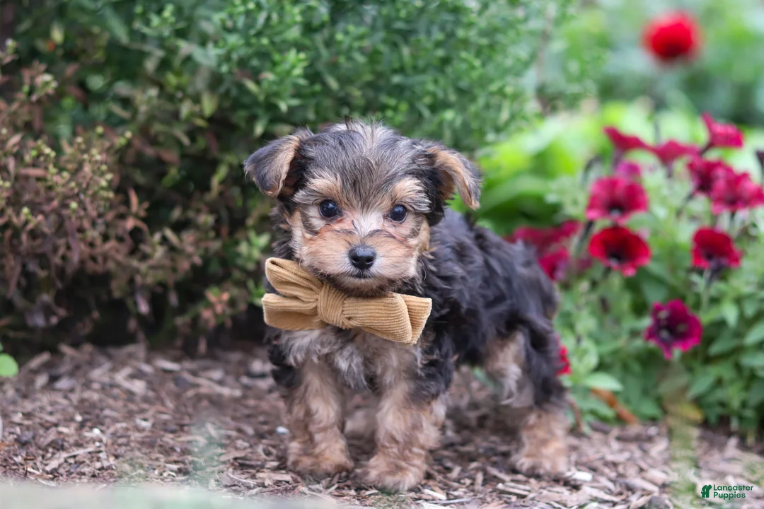 Yorkiepoo dogs for sale: Rhett - Ad 1