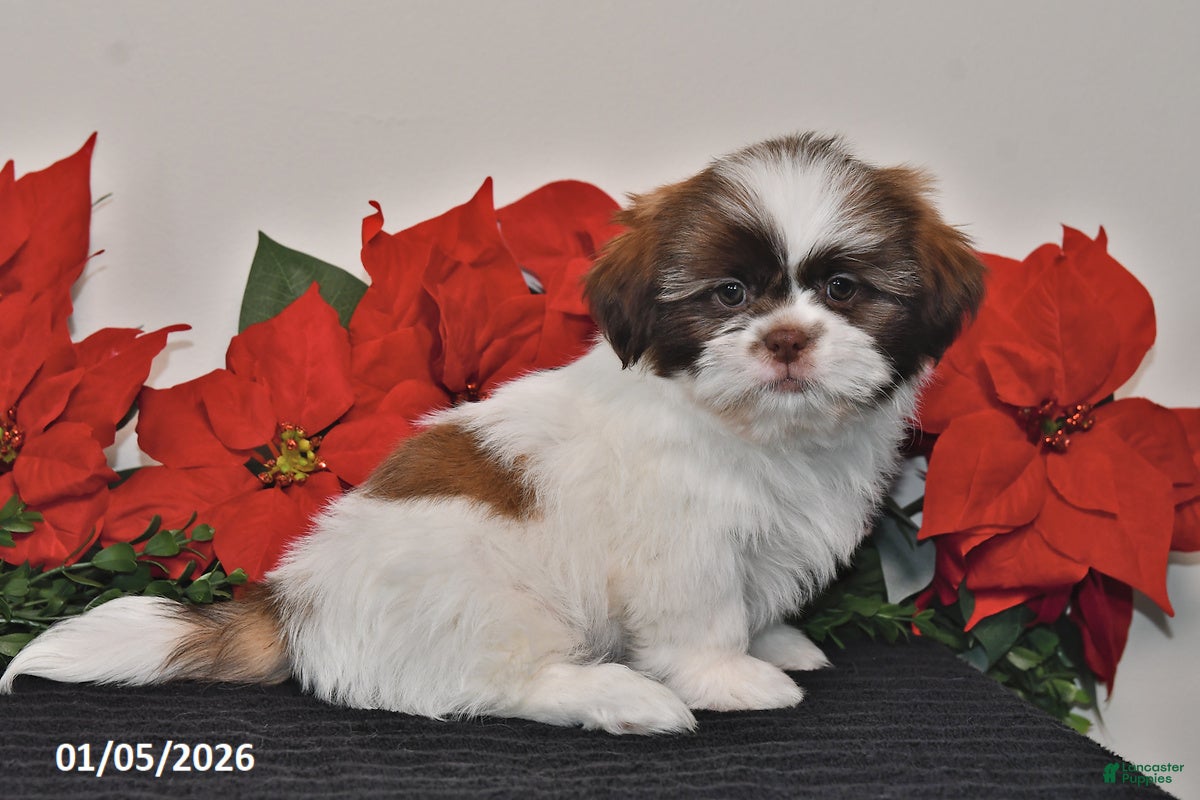 Shih Tzu dogs Corry - Ad 6