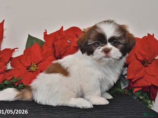 Shih Tzu dogs Corry - Ad 6
