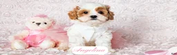 Cavapoo dogs for sale: Angelina - Ad 7
