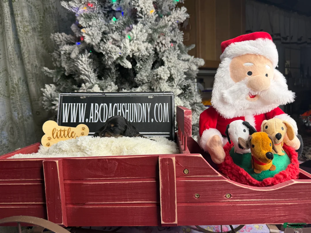 Dachshund dogs for sale: Chocolate mini long coat - Ad 34