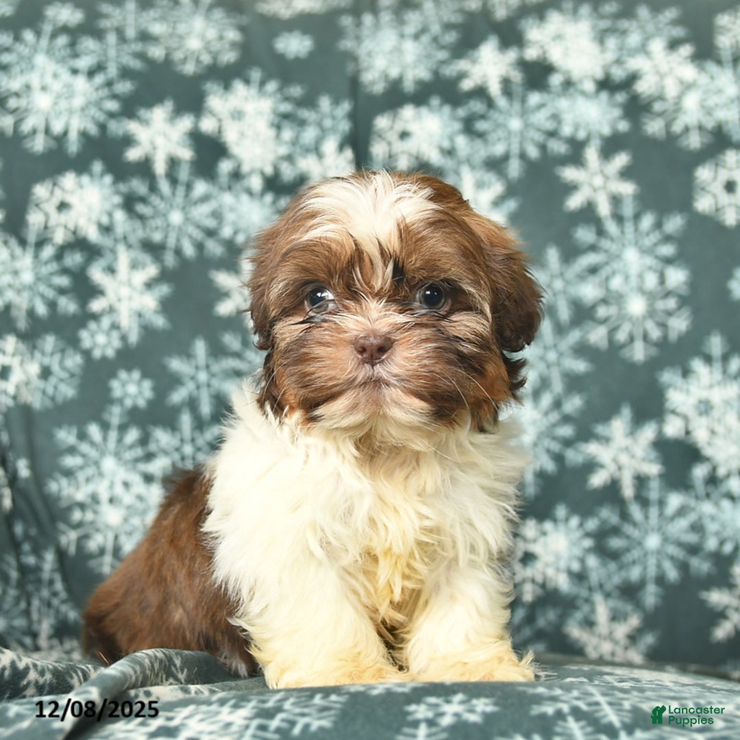 Shih Tzu dogs for sale: Crystal - Ad 3