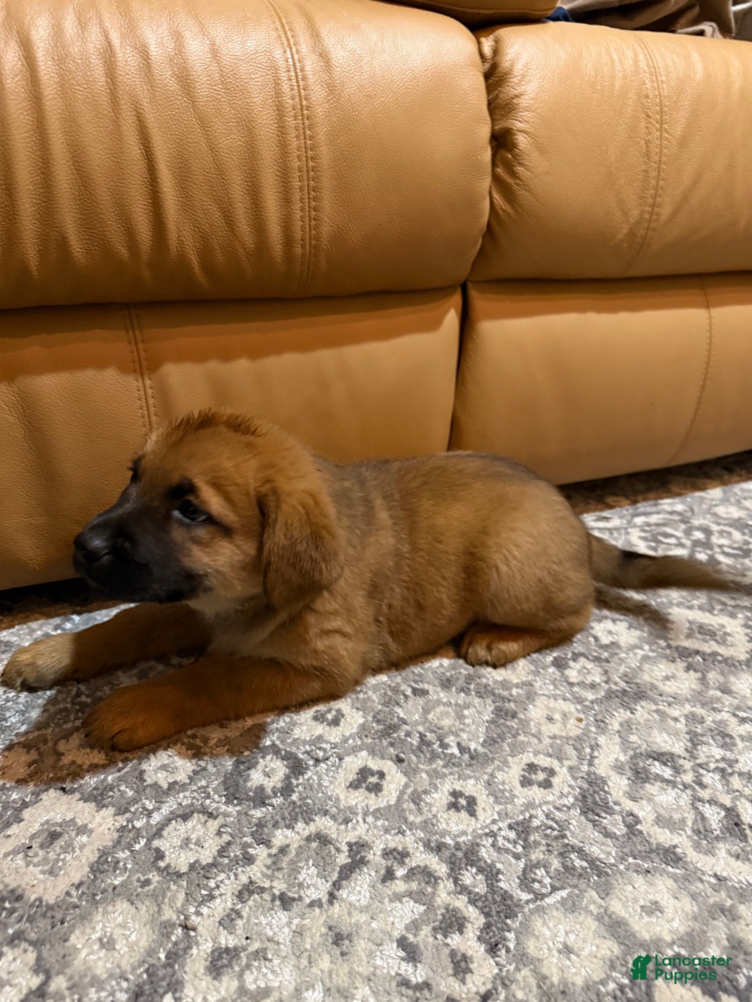 Mixed Breed dogs for sale: Mixed Breed Puppy 1 - Ad 7