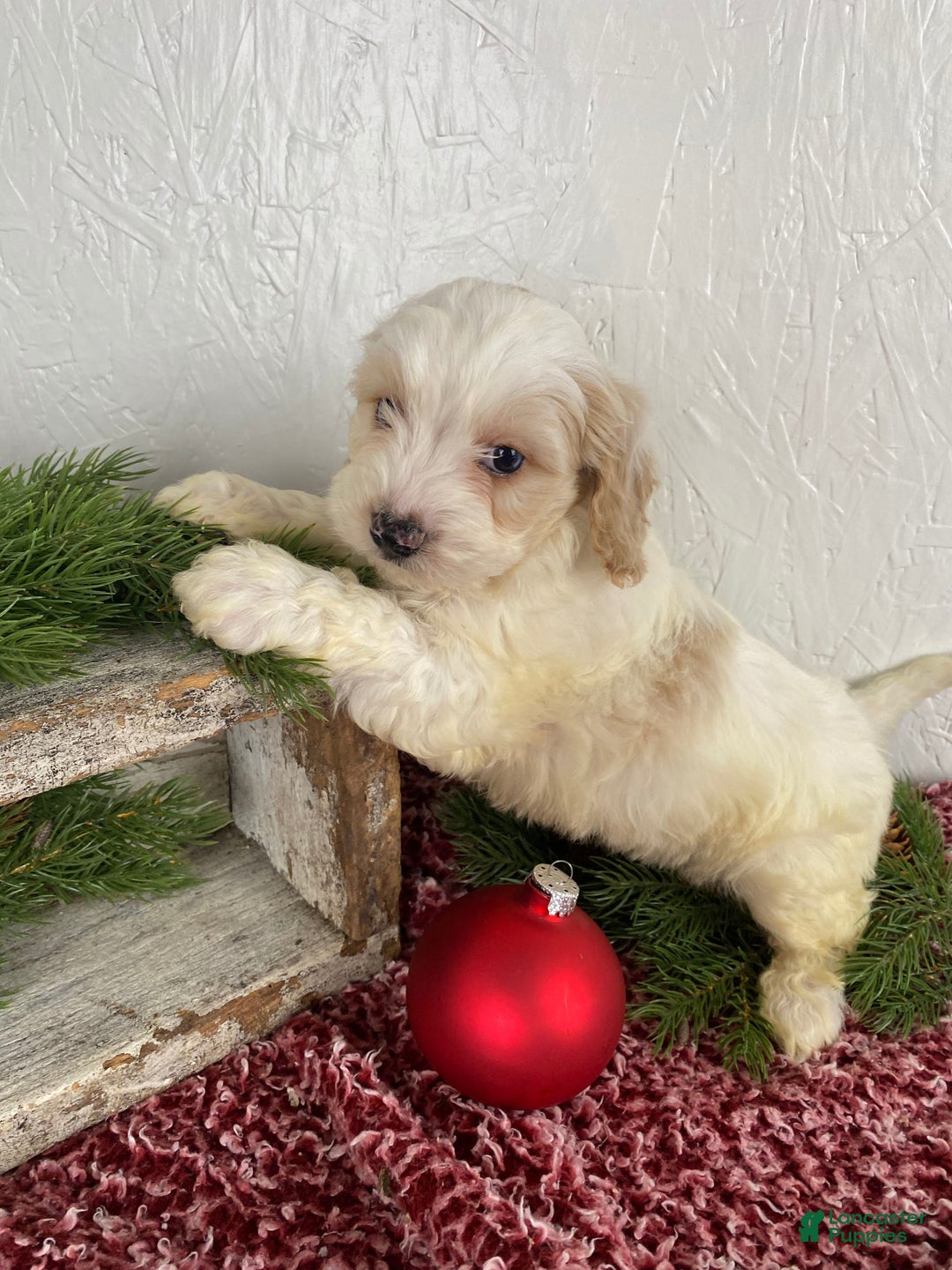 Cockapoo dogs for sale: Milo - Ad 4