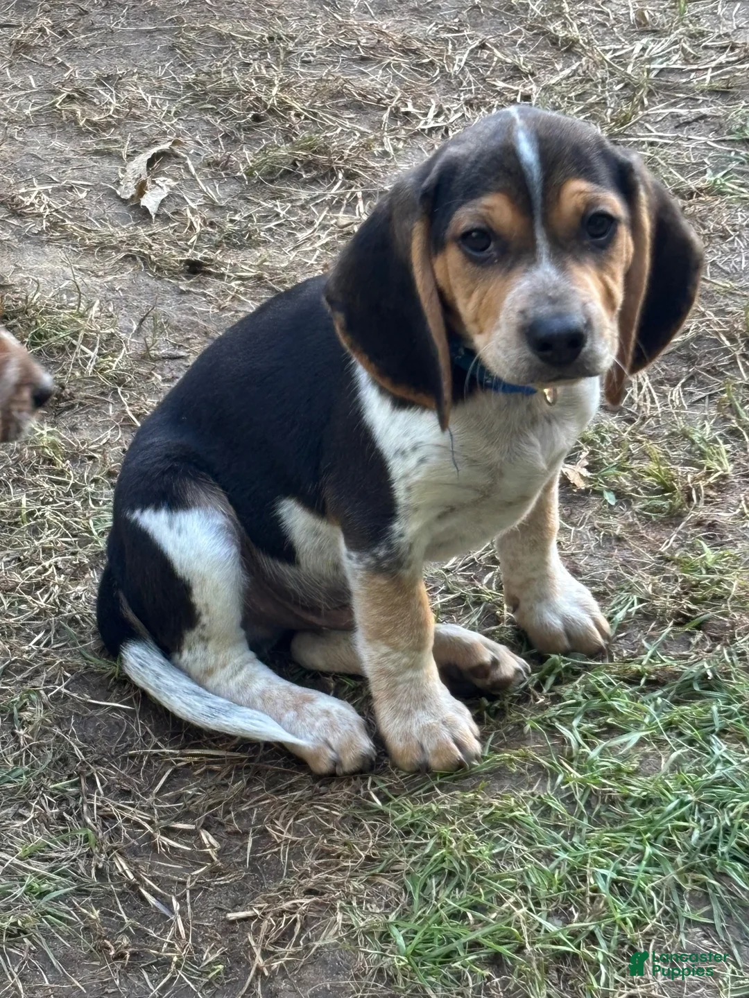 Beagle dogs for sale: Beagle 1 - Ad 2