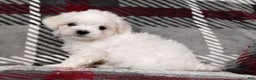 Maltese dogs for sale: Dylan - Ad 2