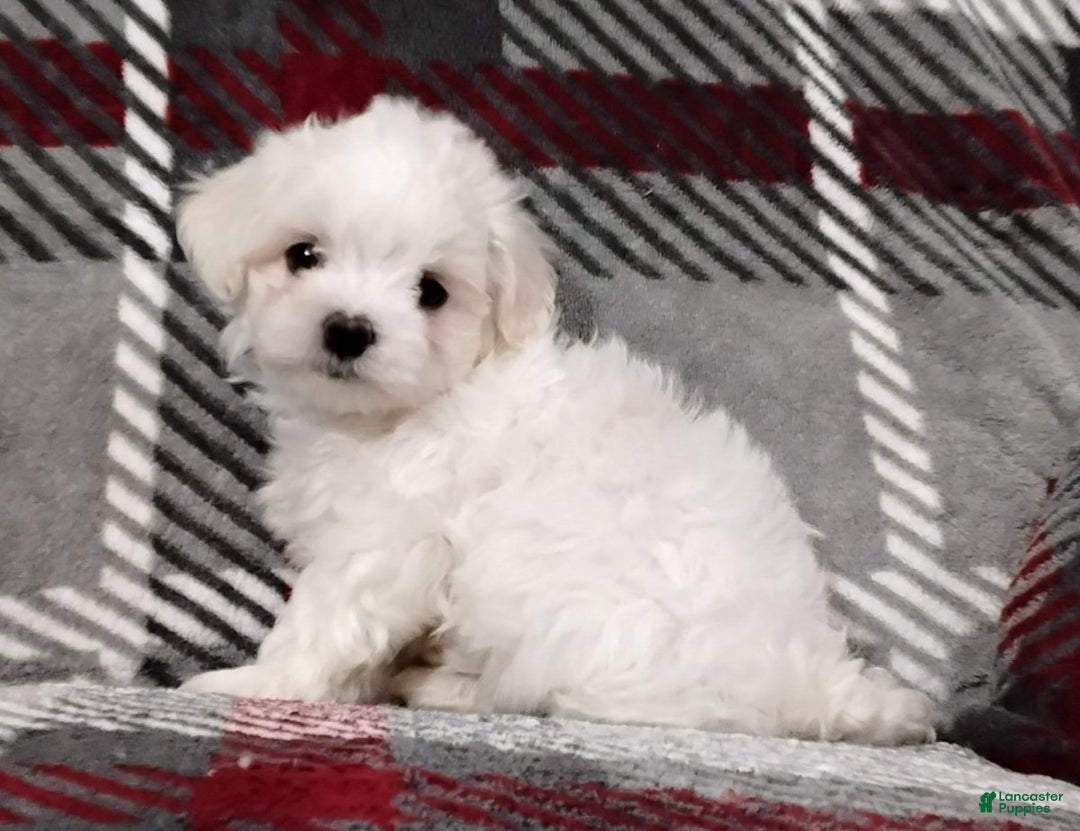 Maltese dogs for sale: Dylan - Ad 2