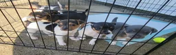Rat Terrier dogs for sale: Dolly *Updated photos* - Ad 10