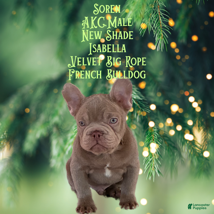 French Bulldog dogs ✨ Meet Soren ✨AKC French Bulldog • New Shade Isabella • Visual Big Rope - Ad 11
