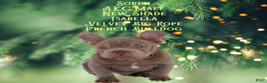 ✨ Meet Soren ✨AKC French Bulldog • New Shade Isabella • Visual Big Rope
