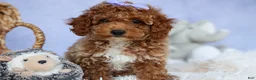 Miniature Poodle dogs for sale: WINNIE - Ad 17