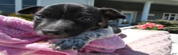 Jack Russell Terrier dogs for sale: Jack Russell Terrier Puppy 1 Marko - Ad 4