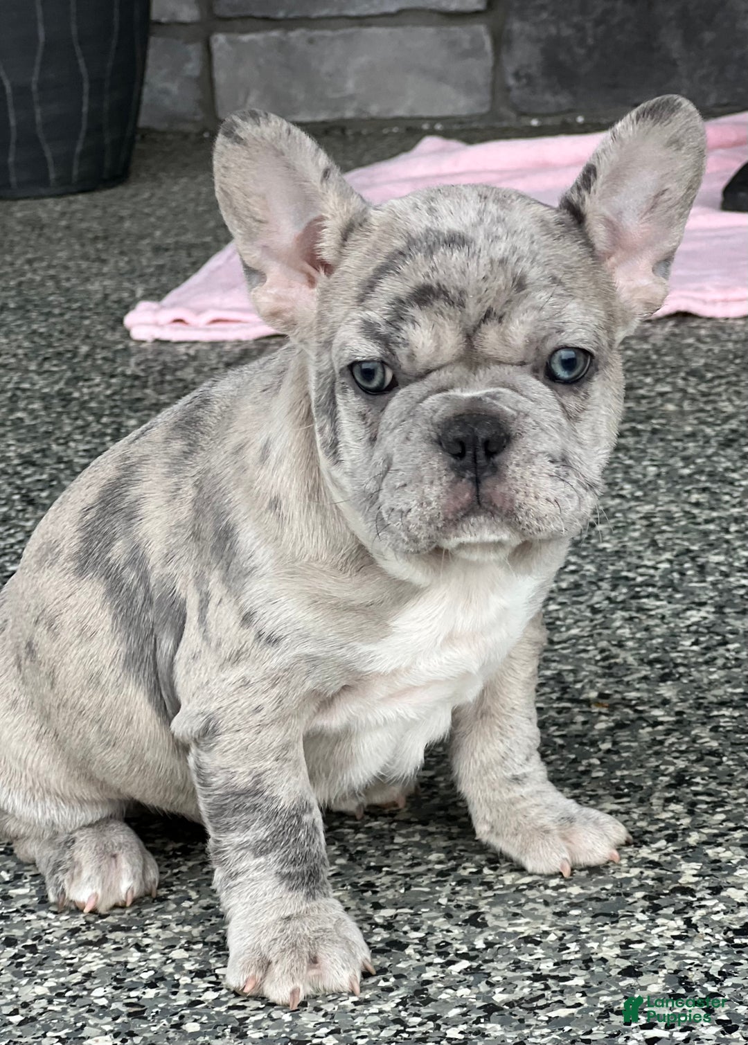 French Bulldog dogs for sale: Oscar - Ad 1