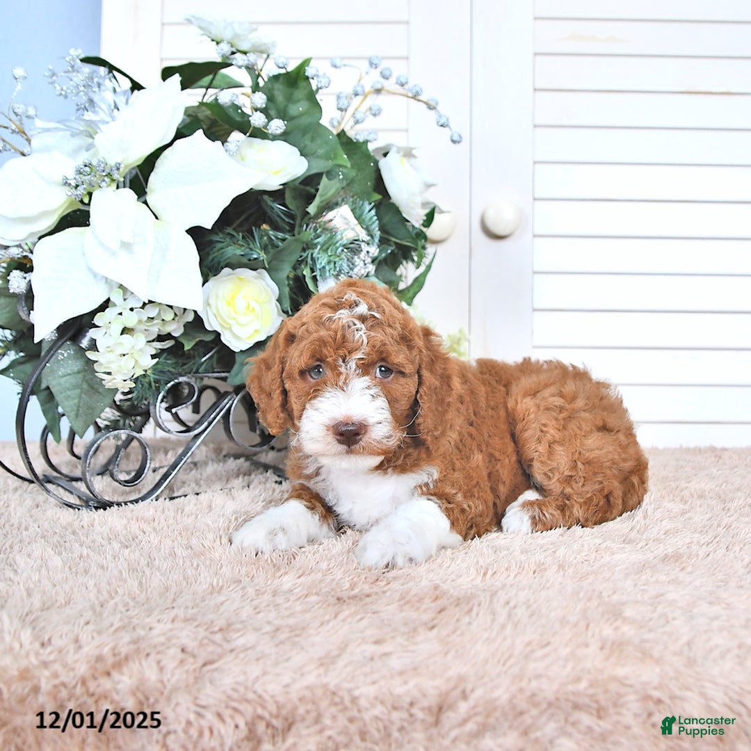 Mini Goldendoodle dogs for sale: Justin - Ad 4