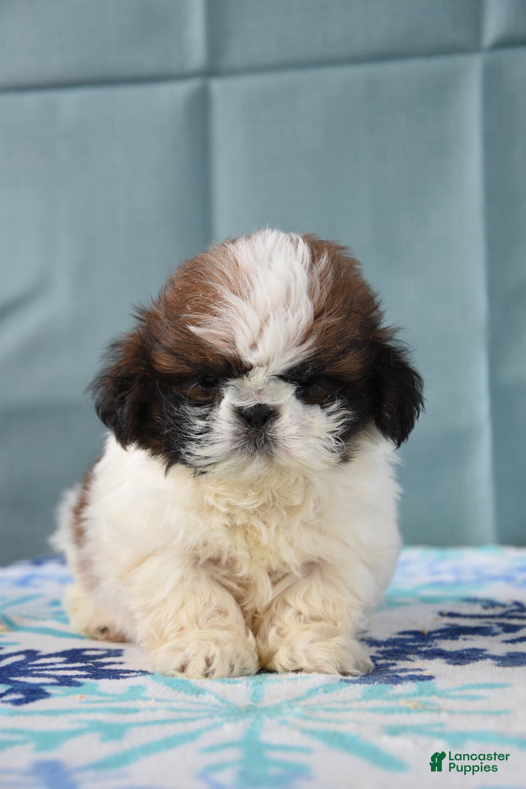 Shih Tzu dogs for sale: Gilbert - Ad 2