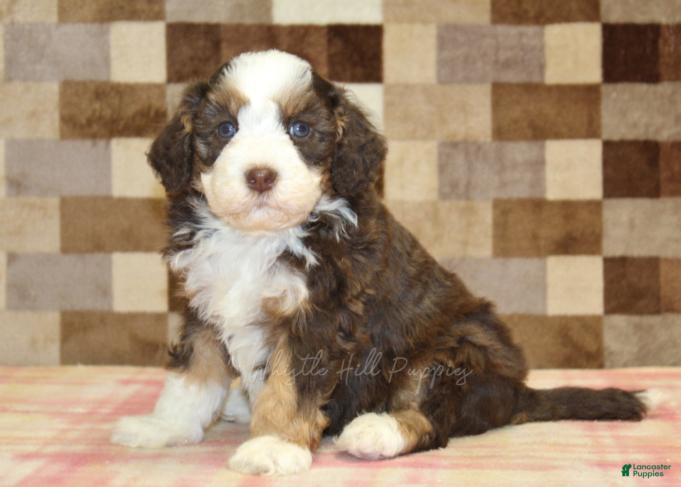Mini Bernedoodle dogs Hank - Ad 1