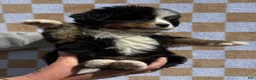 Bernese Mountain Dog dogs for sale: Charlie - Ad 5