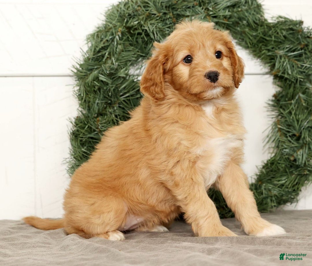 Mini Goldendoodle dogs for sale: Emmy - Ad 1