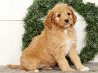 Mini Goldendoodle dogs Emmy - Ad 19