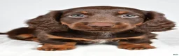 Miniature Dachshund dogs for sale: Kendra - Ad 3