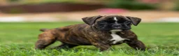 Boxer dogs for sale: Lucy Boxer Puppy  - Ad 4