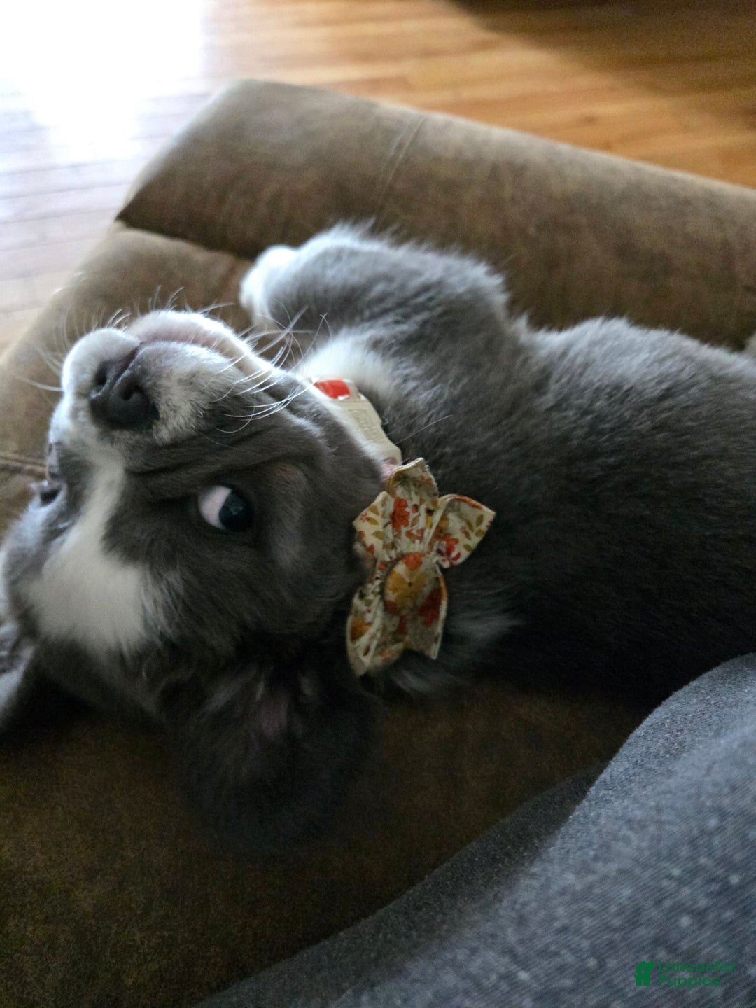 French Bulldog dogs for sale: Londi - Ad 4