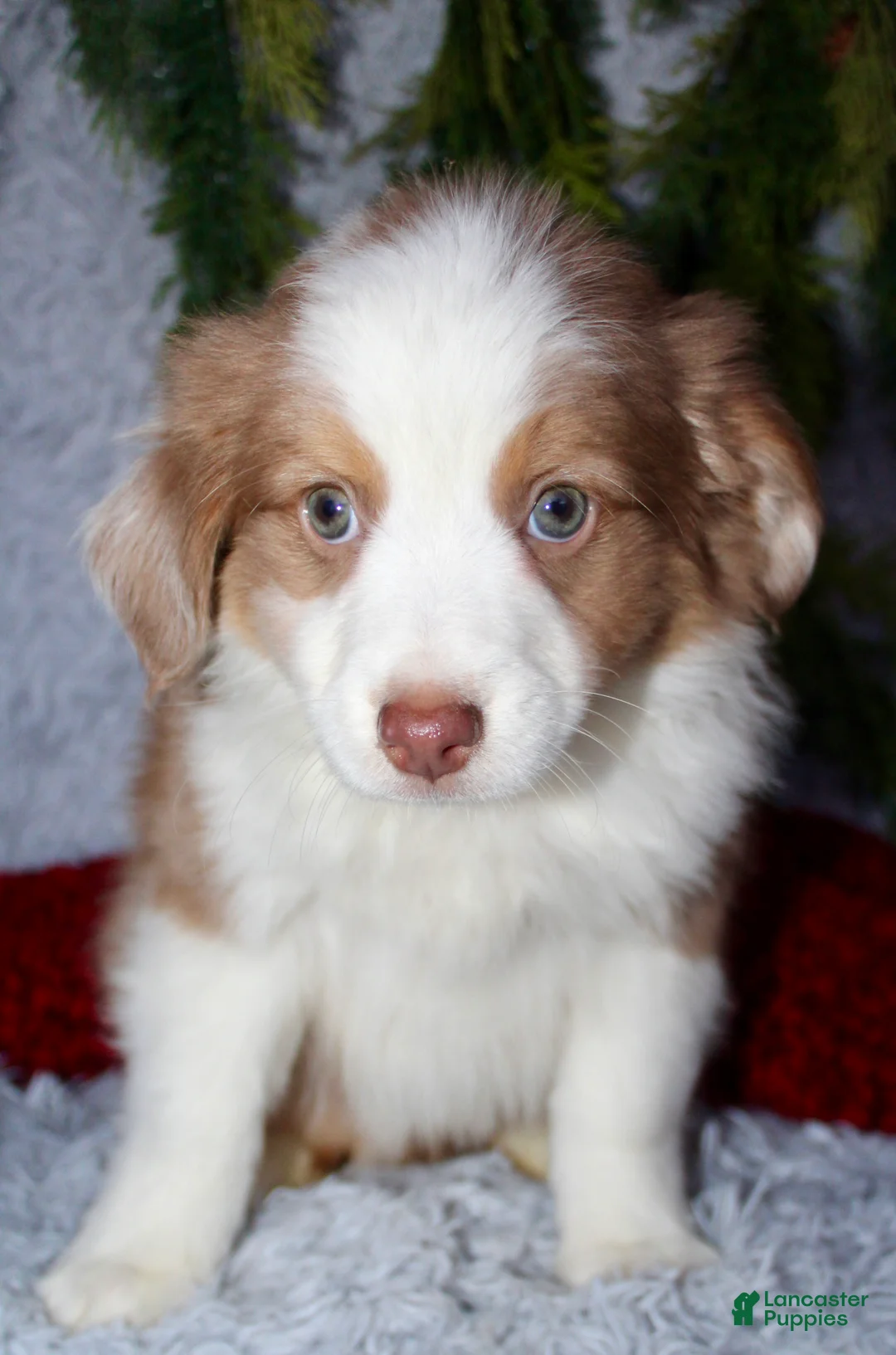 Miniature Australian Shepherd dogs for sale: Jimmy - Ad 1