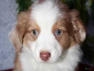 Miniature Australian Shepherd dogs Jimmy - Ad 21