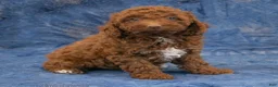 Miniature Poodle dogs for sale: Susie - Ad 1