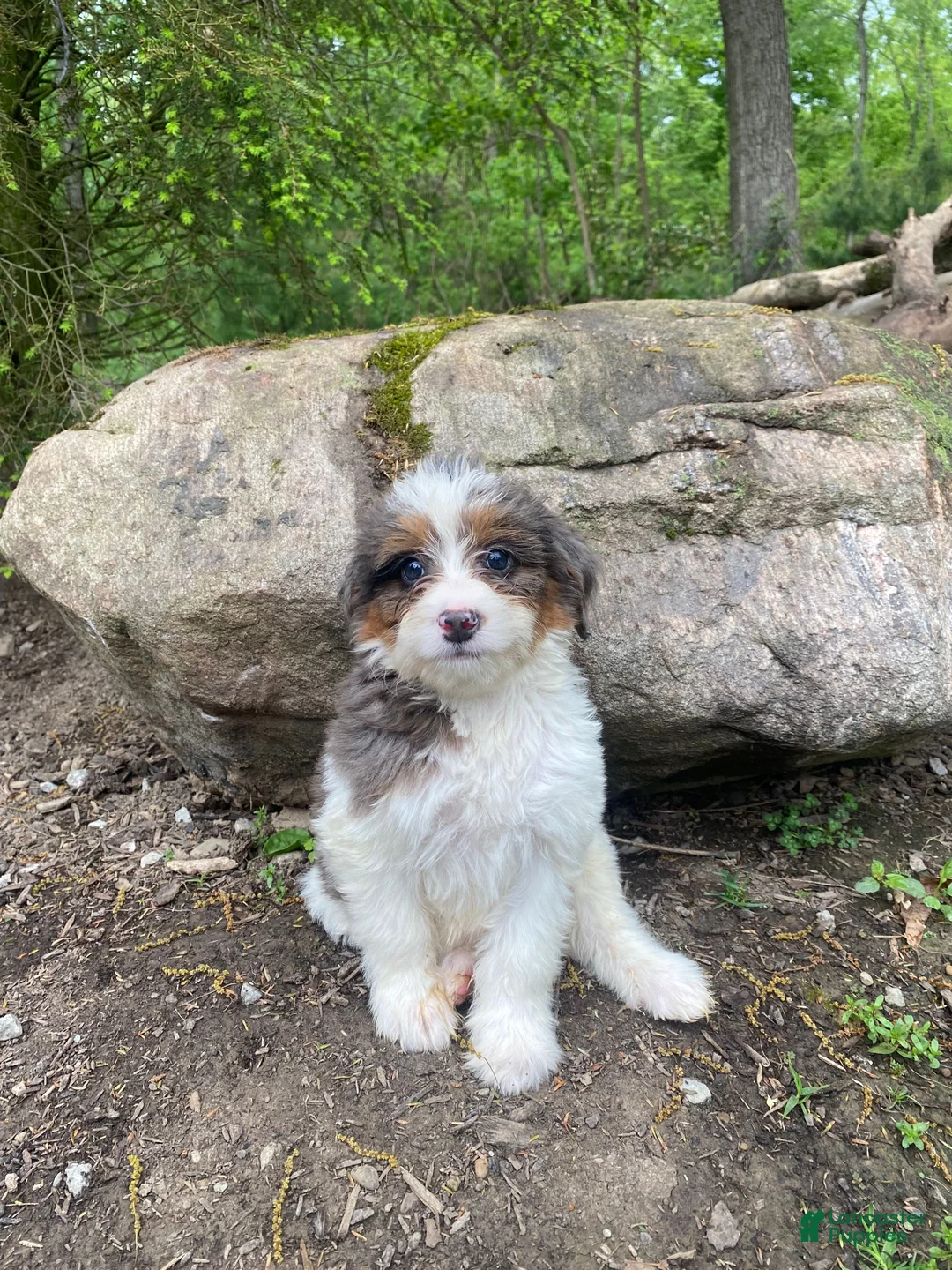 Bernedoodle dogs for sale: Pete - Ad 2
