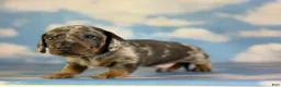 Miniature Dachshund dogs for sale: AKC Pixel SH blue dappled DNA OFA  - Ad 9
