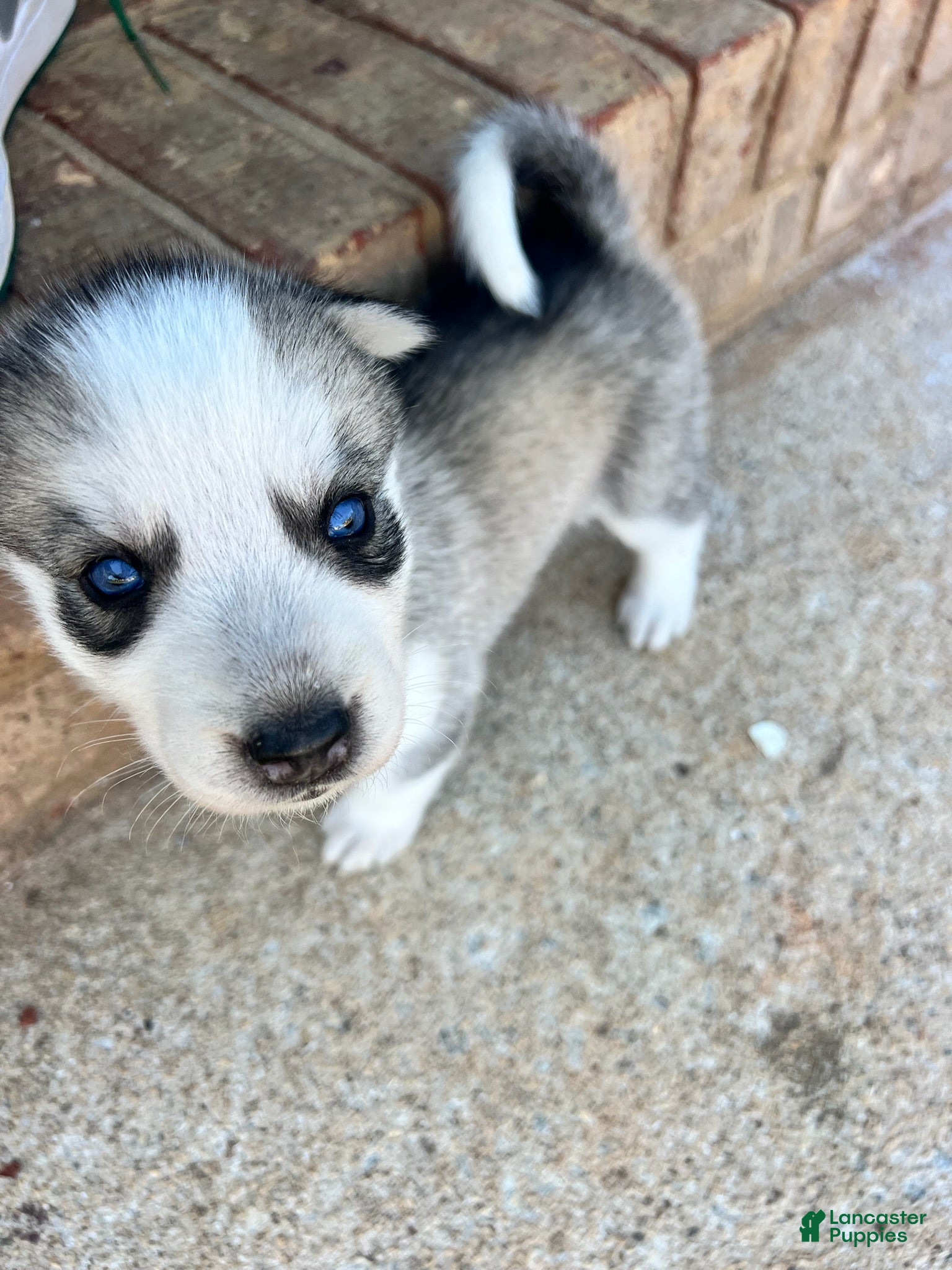 Siberian Husky dogs Gemeni - Ad 8