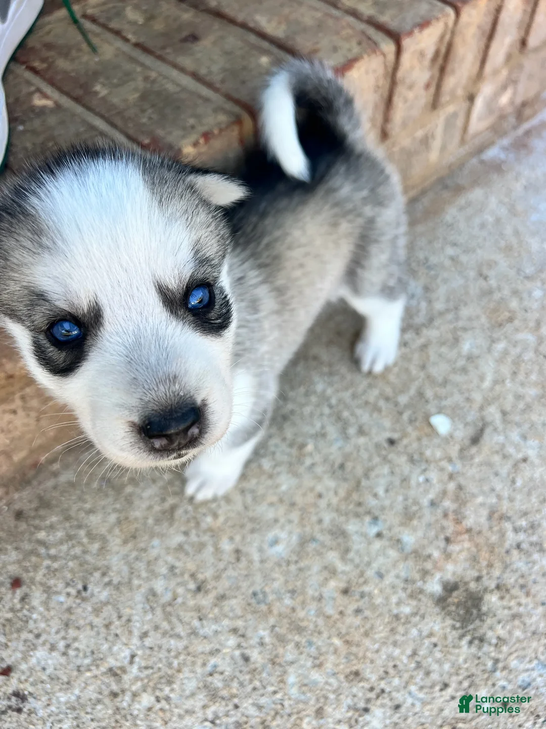 Siberian Husky dogs for sale: Gemeni - Ad 1