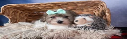 Bichpoo dogs for sale: Sunshine - Ad 7