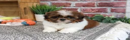 Shih Tzu dogs for sale: Larkspur - Ad 4
