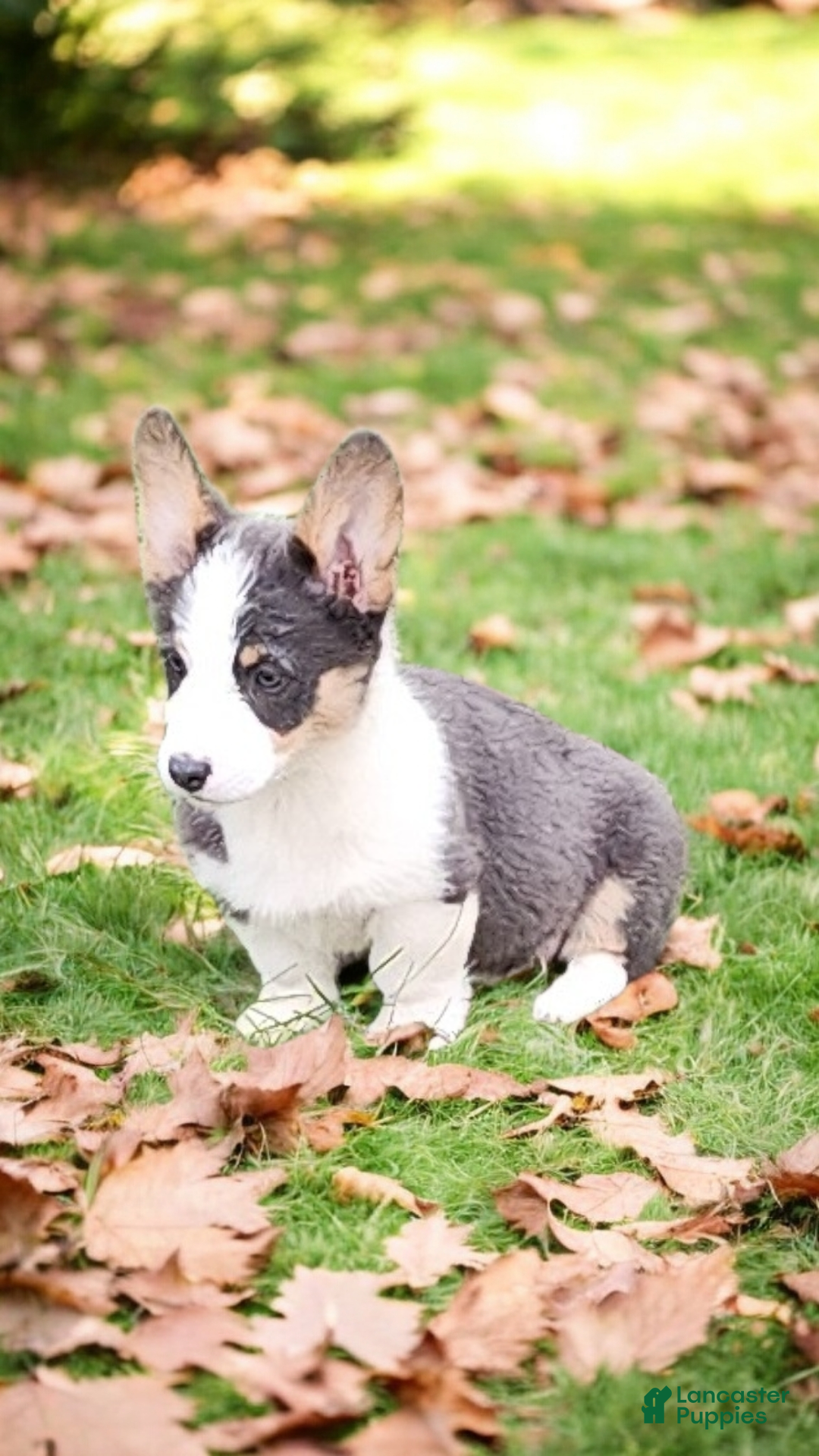 Welsh Corgi Pembroke dogs for sale: Arnie Bluie - Ad 17