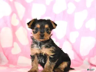 Yorkshire Terrier dogs Toby - Ad 41