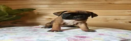 Boxer dogs for sale: Jada  - Ad 6