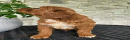 Mini Goldendoodle dogs for sale: Mini Goldendoodle Puppy 5 - Ad 7