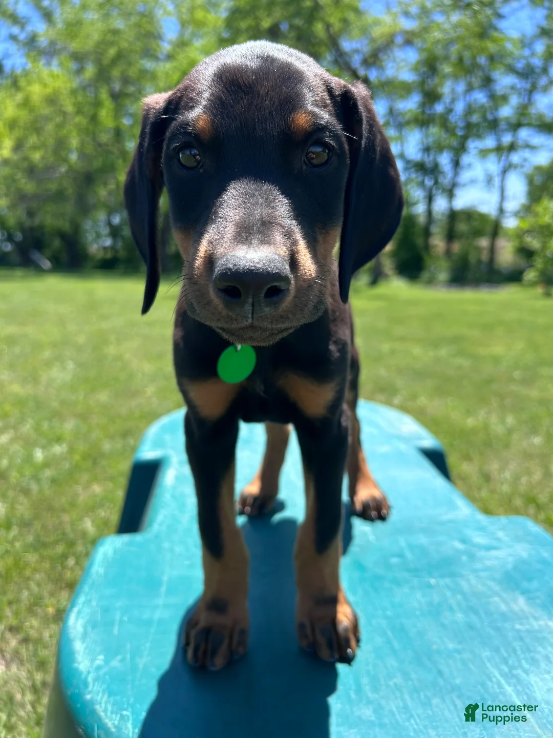 Doberman Pinscher dogs for sale: Doberman Pinscher Puppy 1 - Ad 1