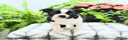 Boston Terrier dogs for sale: Lisa - Ad 2
