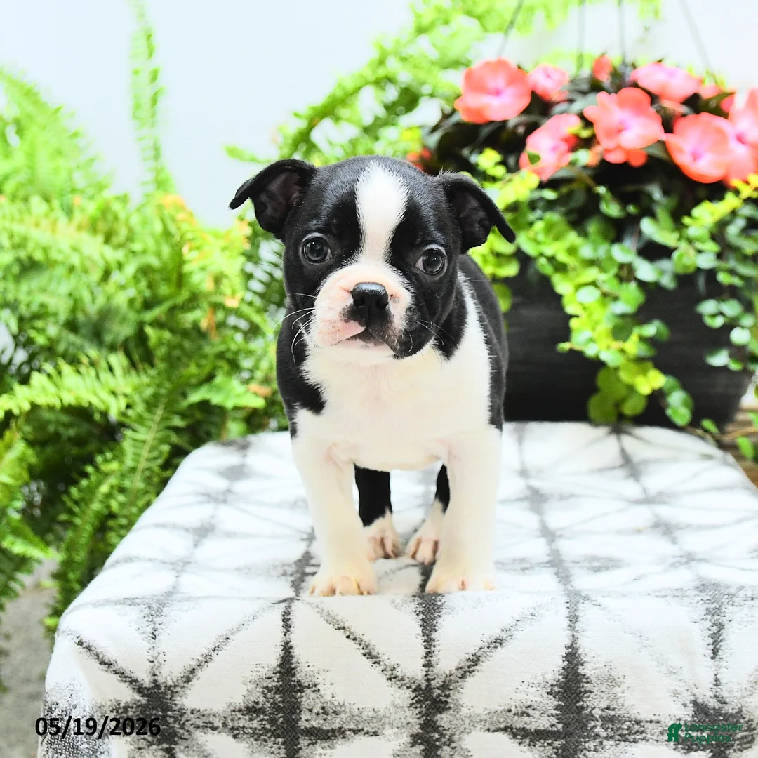 Boston Terrier dogs for sale: Lisa - Ad 2