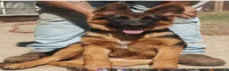 German Shepherd dogs for sale: Betty - Ad 20