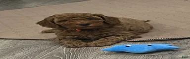 Nash